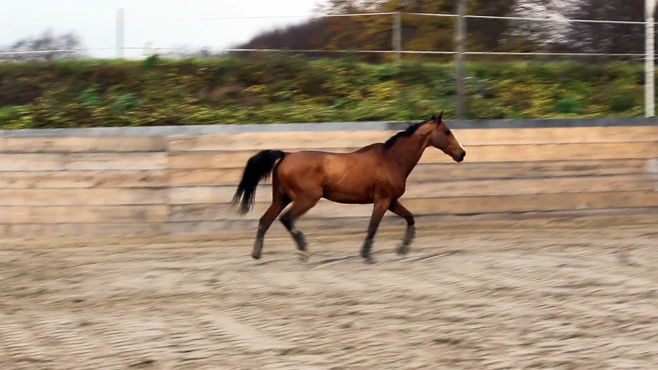 15-12-13 - Liberté au trot 1