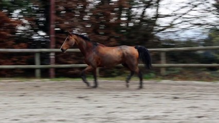 15-12-13 - Liberté au trot 2