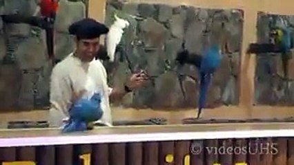 what a trained parriot amazing video