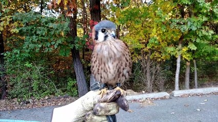 Un faucon fait la dance du ventre. Adorable