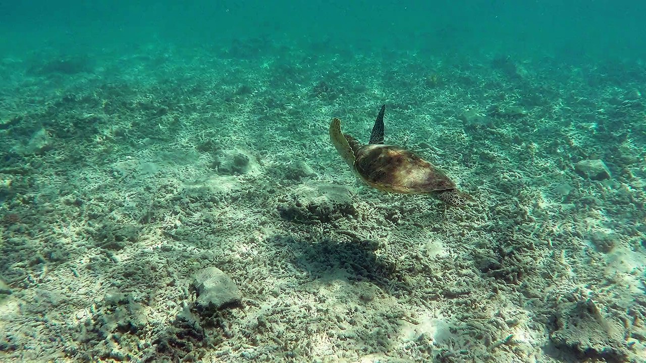 Turtle