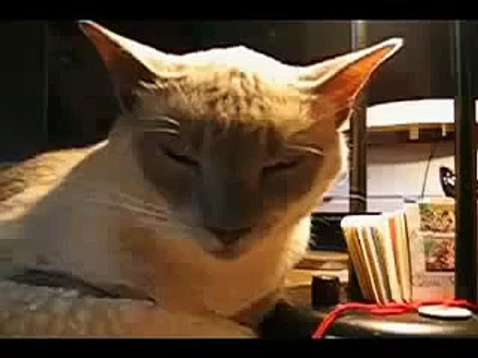 Самый короткий прикол про кота