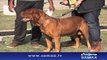 Dog Pet Show In Dubai December 2015 Samaa Urdu News _#8211; Breaking News ,Urdu News,Pakistan News,Latest News