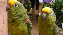 Green funny parrots singing and whistling