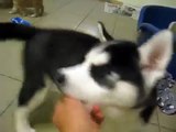 Shiba Inu puppies games with the Huskies