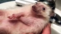 Hedgehog is bathed on the back
