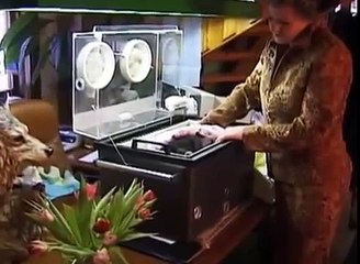 La vida es bella chimpancé