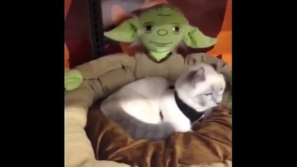 Gato engraçado de pernas curtas