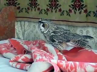 Jugar con un búho en el apartamento