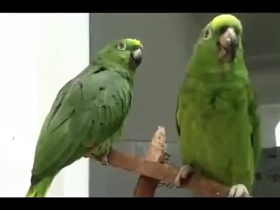Dúo loro divertido cantar Amazon