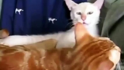 동물 재미 있은 얼굴을