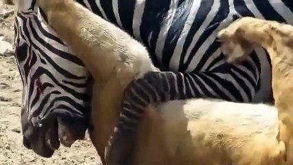 Zebra contra leona luchó hasta el final! Mira hasta el final