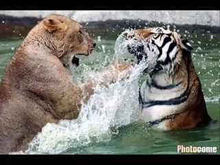Animal Fight Club 1 !! : ANIMAL VS ANIMAL ( Part 1 )
