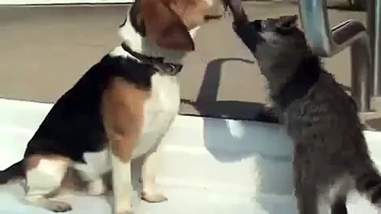 Raccoon dentiste