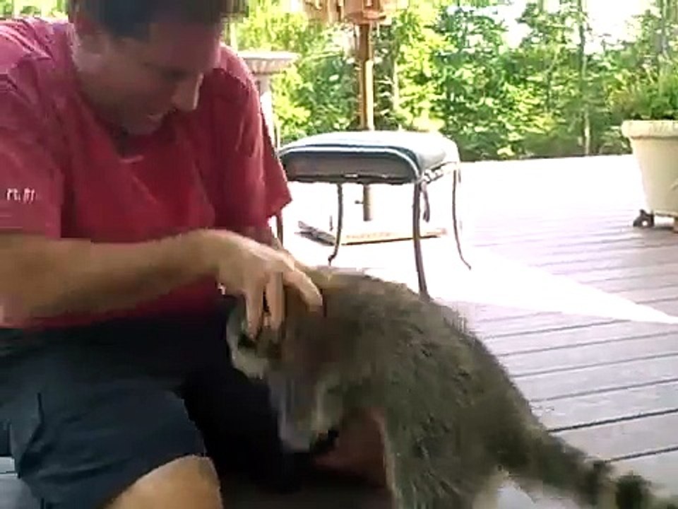 raton laveur Snooty