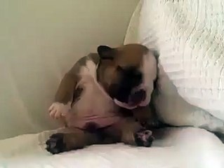 Puppy sleeps - so cute
