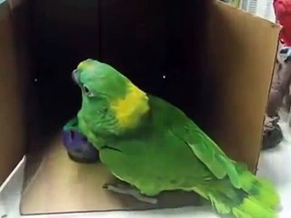 Зеленый попугай играет и напевает