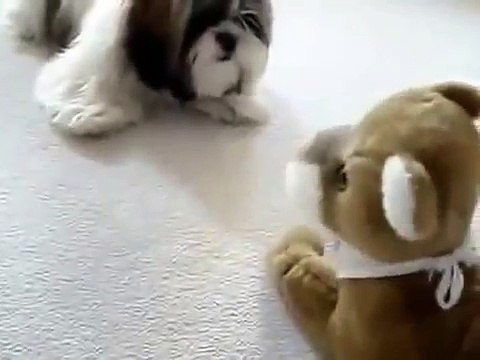 Знакомство собаки с гостем