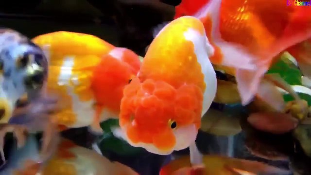 Cá Vàng Bơi ✤ Ca Nhạc Thiếu Nhi - Giúp Bé ăn ngon