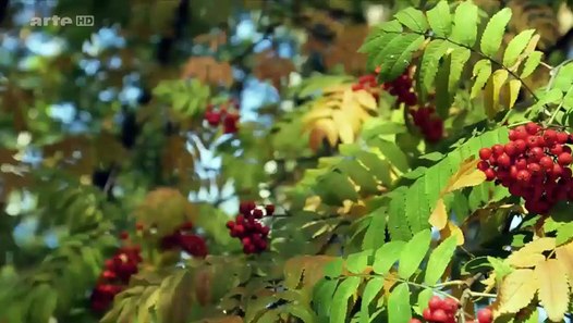 Au gré des saisons Automne ARTE Documentaire 2015 - Vidéo ...
