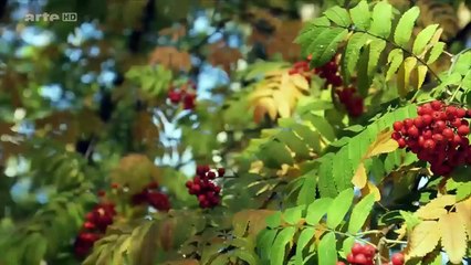 Au gré des saisons Automne ARTE Documentaire 2015
