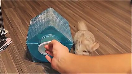 Домашняя шиншилла и кошка