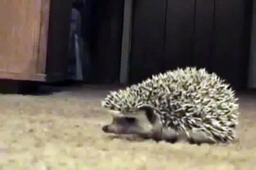 Еж боится всего!