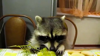 Енот любит фрукты за столом