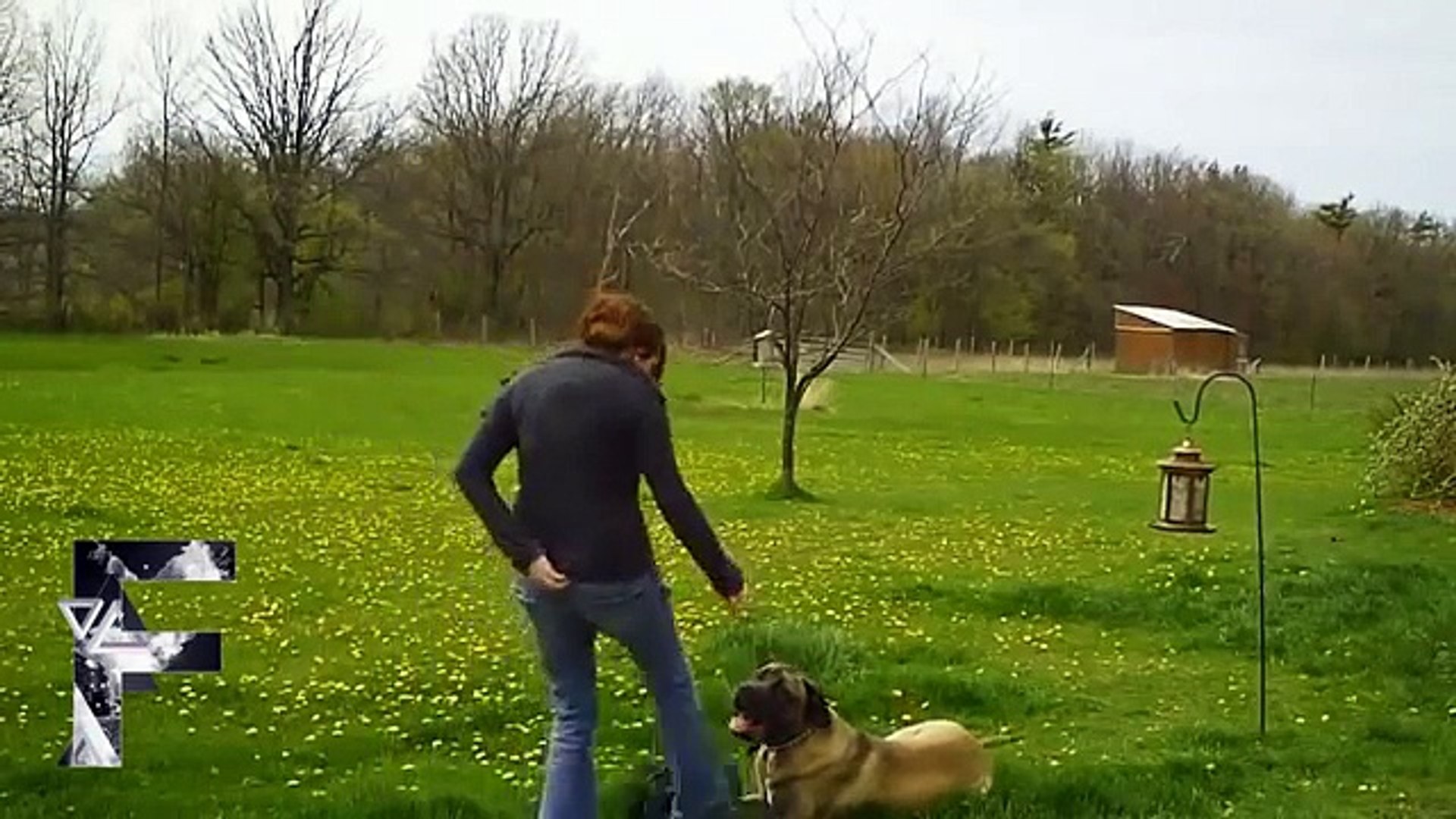⁣Животные выбивают из равновесия Смешная подборка!