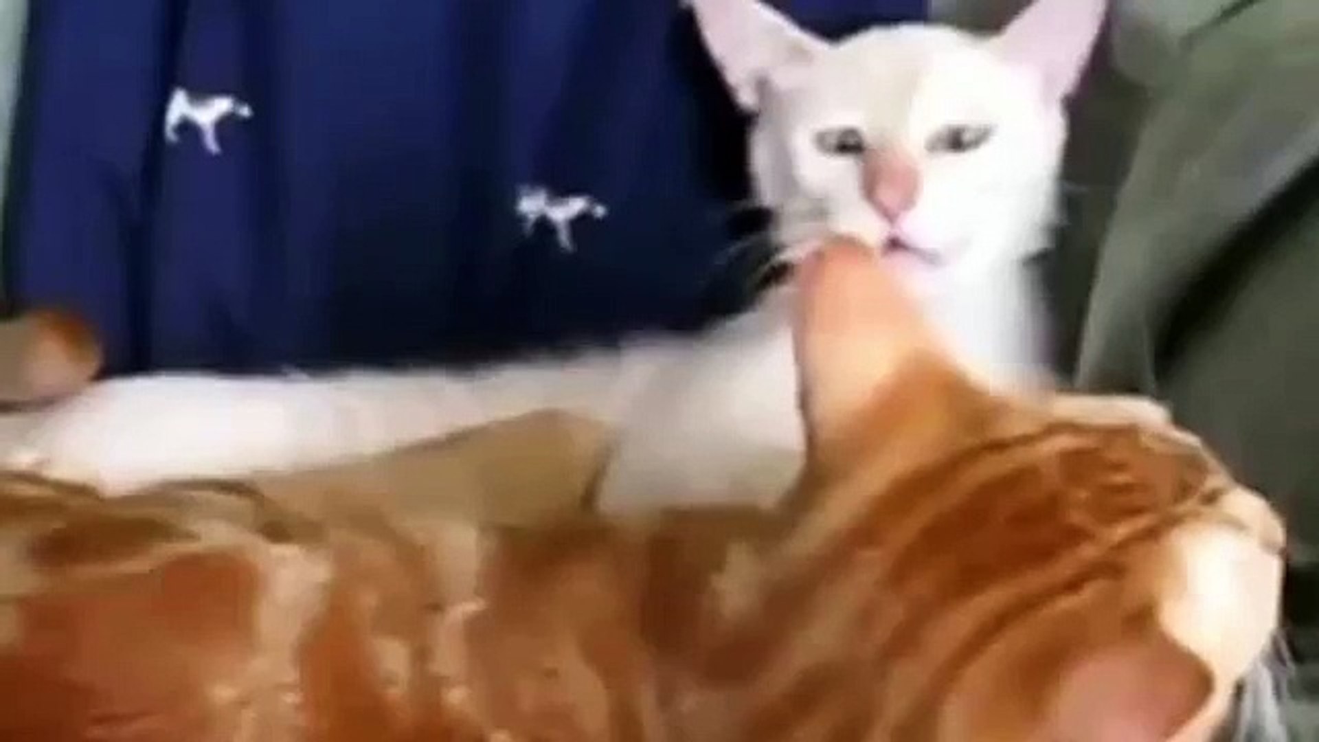 Животные делают веселые лица