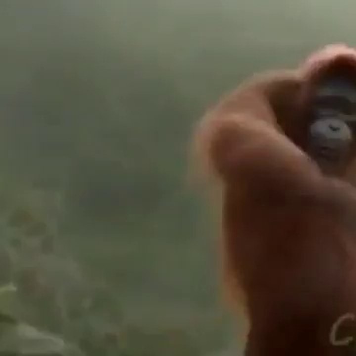 Monkey dance