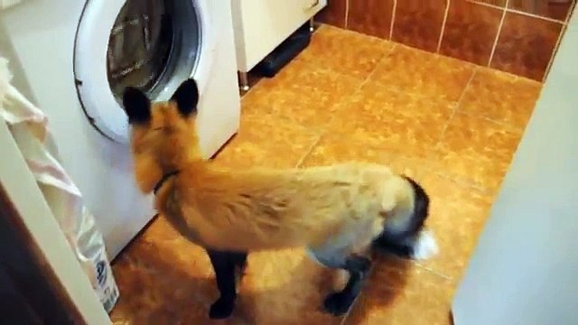 Забавная лиса в квартире