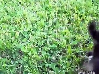 Забеги смешных котят