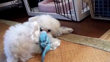 Попугай любит эту собаку