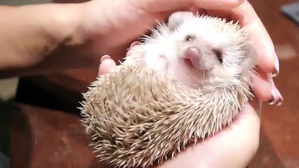 고슴도치와 강아지 사랑스러운 친구