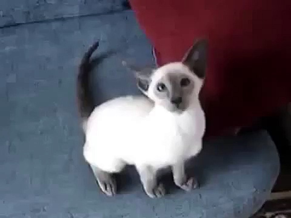 재미 있은 고양이