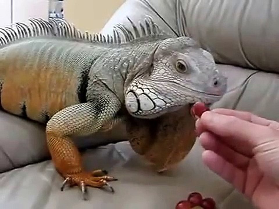 イグアナは、ソフトを食べます