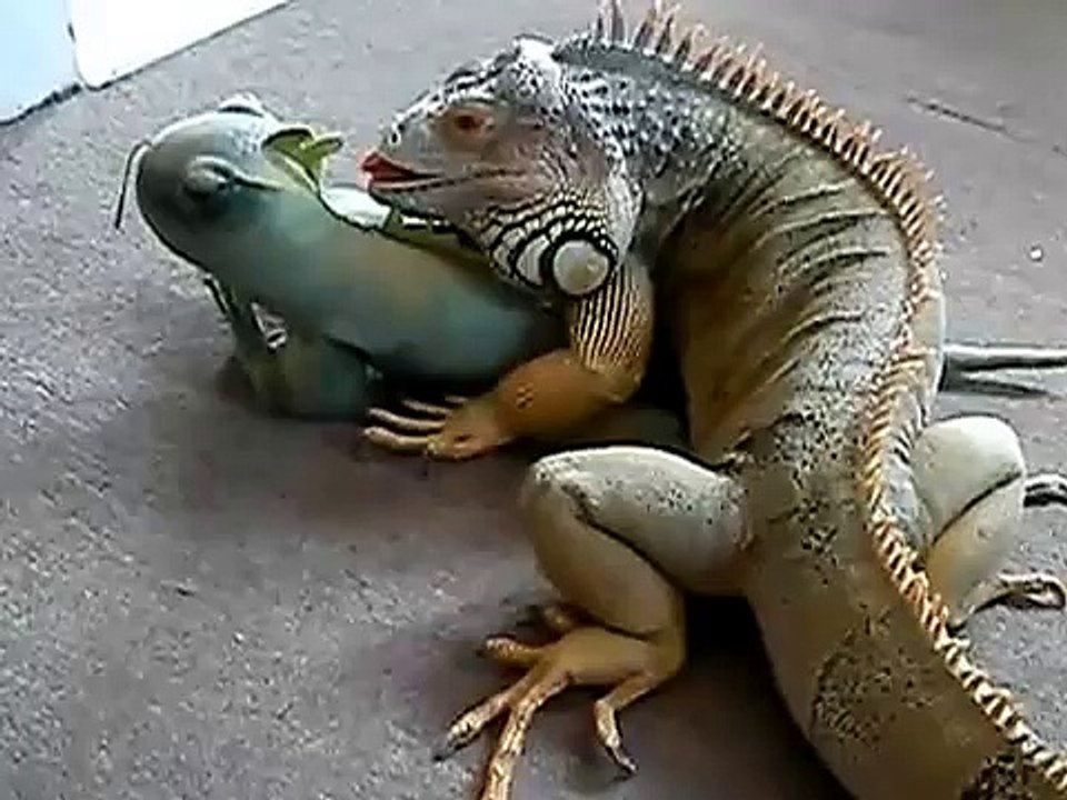 イグアナゴム友人
