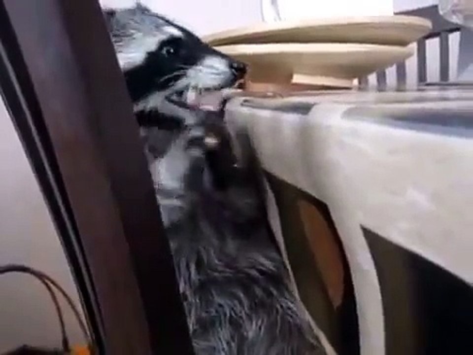 テーブルで食べるアライグマ