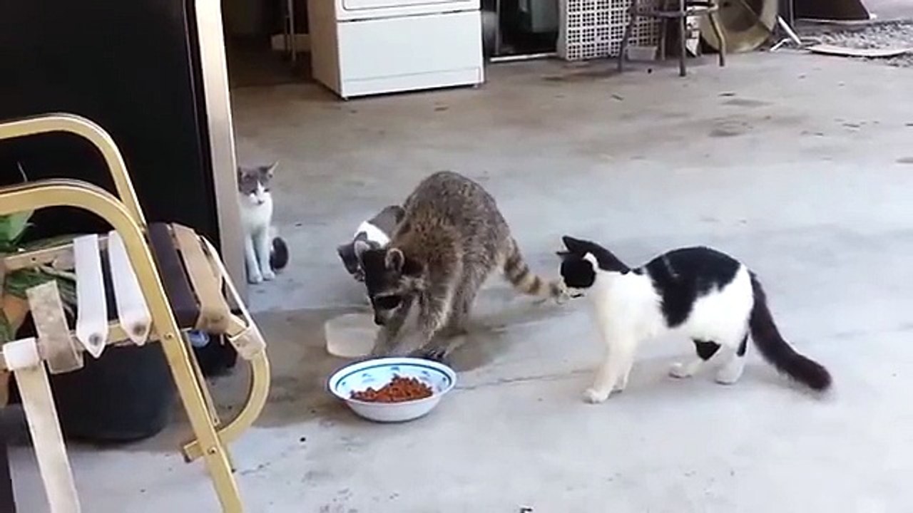 アライグマ切望キャットフード！