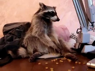アライグマは、食事をすることにしました
