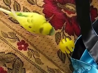 イエロー面白いのオウム