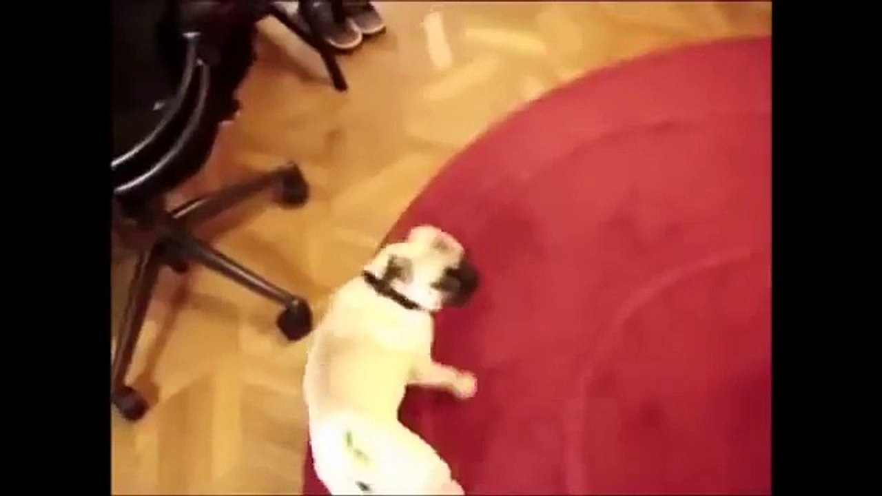 動物はおかしいふり