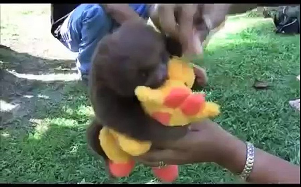 おかしいナマケモノ