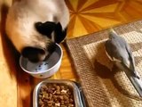 猫と朝食のオウム