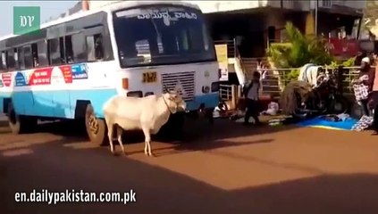 Cow has been stopping the same bus driver for years