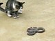 Кот поймал змею на ужин! Смотреть всем!-приколы онлайн
