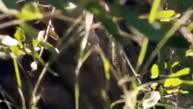 Watch Lions Documentary: The Perfect Killer National Geographic [Special Lions Fighting to