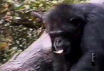 monkey smells his ass