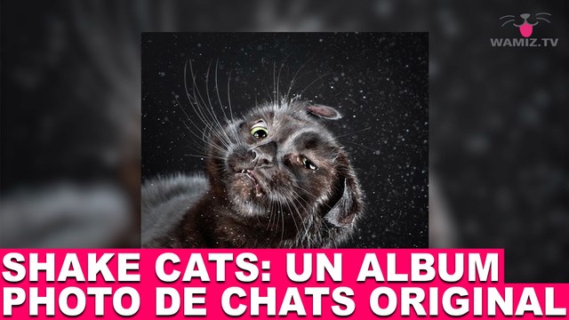 Shake Cats : un album photo de chats original! Aujourd'hui dans la minute chat #70
